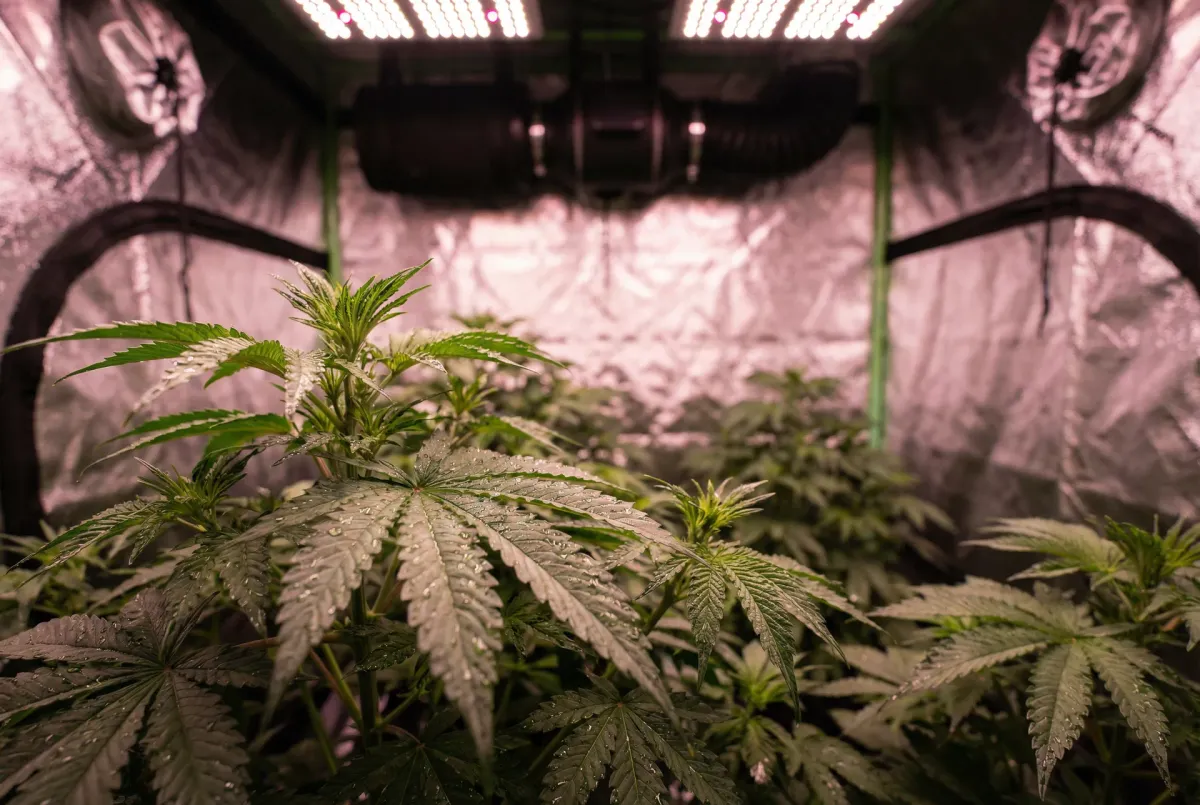 Willkommen bei SafeGrow